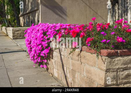 Die harte Eispflanze (Delosperma cooperi), saftig und blühend mit leuchtend lila bis rosa Blumen, wird an einem sonnigen Tag in Kalifornien aus nächster Nähe zu sehen sein Stockfoto