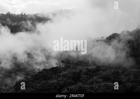 MINDO Wolkenwald mit Nebel und Nebel in Schwarz und Weiß, Ecuador. Stockfoto