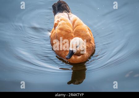 Ruddy Shelduck, oder rote Ente, lat. Tadorna ferruginea, Schwimmen auf einem See. Es ist Wasservögel Familie von Enten, ähnlich wie die gemeinsame. Der Vogel hat einen Orang Stockfoto