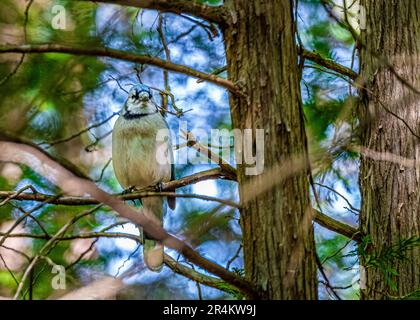 Blue jay auf einem Ast im Wald. Kanadische Vögel. In einem kanadischen Wald traf ich einen Vogel, das Symbol des Blue Jay Baseballteams aus Toronto. Stockfoto