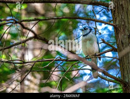 Blue jay auf einem Ast im Wald. Kanadische Vögel. In einem kanadischen Wald traf ich einen Vogel, das Symbol des Blue Jay Baseballteams aus Toronto. Stockfoto