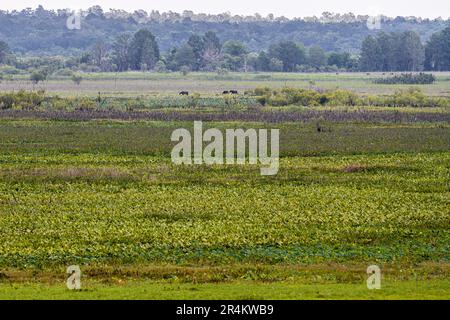 Wildpferde weiden im Paynes Prairie Basin im Paynes Prairie Preserve State Park in Micanopy, Florida. (USA) Stockfoto