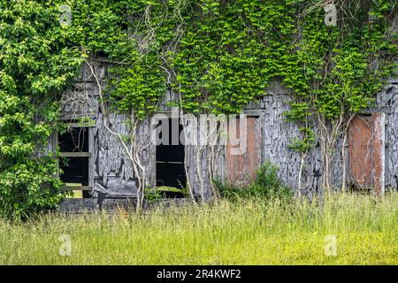 Überwuchertes 1890 Shingle House, das letzte verbleibende Gebäude der Creighton/Franklin Gold Mine in Ball Ground, Georgia. (USA) Stockfoto