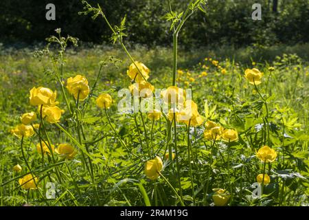 Wunderschönes Globeflower auf einer sonnigen Wiese Stockfoto