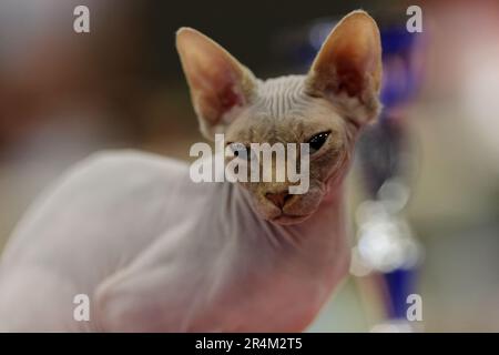 Porträt de Chat sphynx en gros Plan Stockfoto