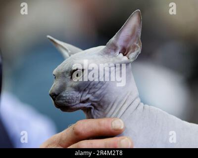 Porträt de Chat sphynx en gros Plan Stockfoto