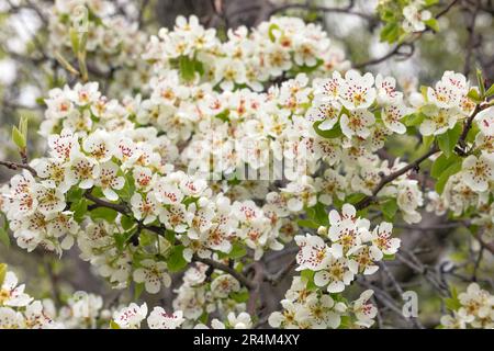 Ein Birnenzweig, der im Frühling vor einem unscharfen Hintergrund von Gartengrün reichlich mit Blumen bedeckt war. Stockfoto