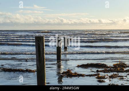 Erosionsschutzposten an einem Strand in Ciunty Down Northern Ireland Stockfoto