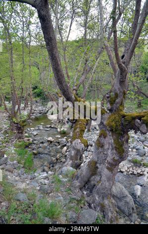 Griechenland, Thessalien, Larisa, Elassona Flampouro Dorf Alte Wassermühlen Ruinen und Fluss Stockfoto