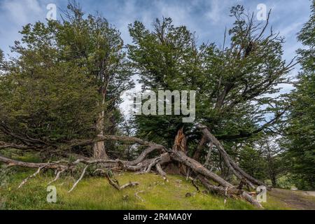 Vegetation im Nationalpark Tierra del Fuego, Patagonien, Argentinien Stockfoto