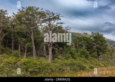 Vegetation im Nationalpark Tierra del Fuego, Patagonien, Argentinien Stockfoto