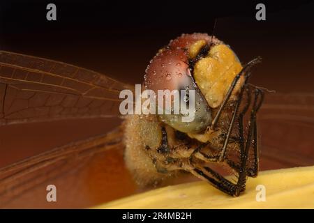 Detaillierte Makroaufnahme einer Libelle Stockfoto