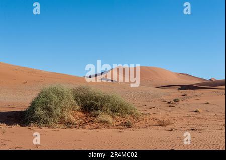 Landschaftsaufnahmen der Sanddünen und verstreuten Bäume in der Nähe von Sossusvlei, Namibia Stockfoto