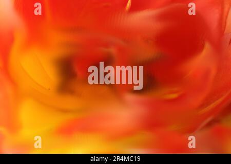 Verschwommener und abstrakter Blick auf einige rote Blumen. Für Hintergrund oder Textur. Rot und Orange. Freudiges Gefühl. Stockfoto