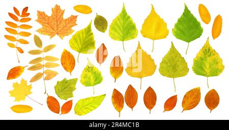 Ein Herbstblatt aus Birke, Ahorn, Pappholz, Dogrose, Rowan und Barberry. Sammlung von wunderschönen bunten Herbstblättern. Isoliert auf weißem Hintern Stockfoto