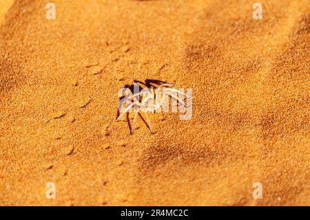 Eine tanzende weiße Spinne, Leucorchestris arenicola, die über den roten Sand der namibischen Wüste in der Nähe von Cha-re krabbelt. Stockfoto