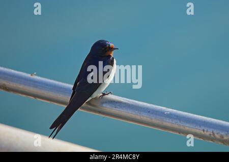 Die Schwalbe (Hirundo rustica) ist die am weitesten verbreitete Schwalbenart der Welt, die auf einem Metallgeländer auf einem Boot steht. Stockfoto