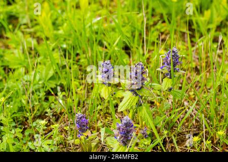Ajuga pyramidalis Purple Wildblume auf dem Feld Stockfoto