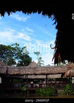 Die Spinne in der Hütte am Amazonas in Peru Stockfoto