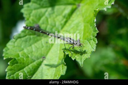 Weibliche Blaue Damselfliege mit Beute Stockfoto