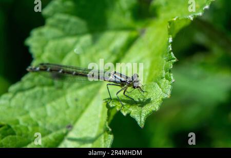 Weibliche Blaue Damselfliege mit Beute Stockfoto