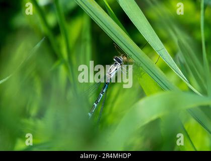 Weibliche Blaue Damselfliege mit Beute Stockfoto