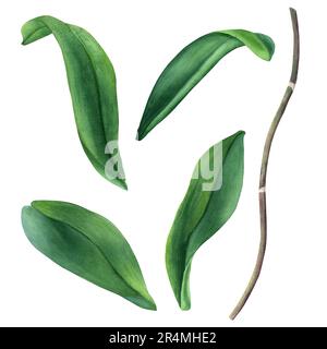 Ein Set Orchideenblütenstiel und Blätter. Aquarelldarstellung isoliert auf Weiß für Etiketten, Verpackungen, ClipArt Stockfoto
