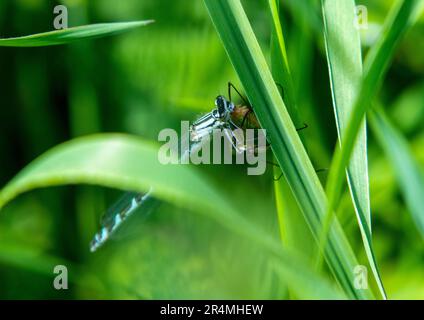 Weibliche Blaue Damselfliege mit Beute Stockfoto