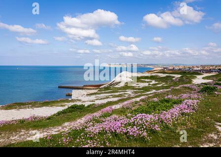 Vielleicht rosa Seegang am Klippenrand von Seaford Head South Downs East Sussex South East East England Stockfoto