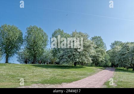 Stadtpark Pildammsparken an einem sonnigen Frühlingstag Ende Mai 2023 in Malmö, Schweden Stockfoto