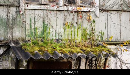 Altes Haus mit Moos und Gras im Herbst. Stockfoto