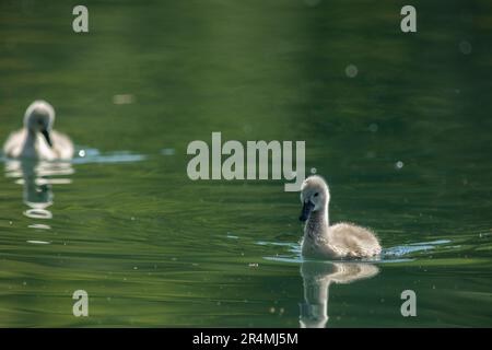 Schwäne sind Vögel der Familie Anatidae der Gattung Cygnus.[3] zu den engsten Verwandten der Schwäne gehören Gänse und Enten Stockfoto