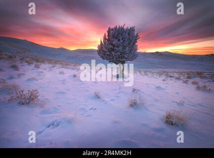 Hasenspuren über Schnee führen in Richtung Sonnenuntergang und einsamer Wacholderbaum. Stockfoto