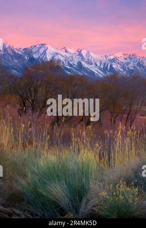 Schichten wunderschöner Blätter wie Cottonwood, Willow, Sagebrush und verschiedene hohe Gräser runden diesen Sonnenaufgang auf die Sierra Range über Kaliforniens Owens Valley ab. Stockfoto