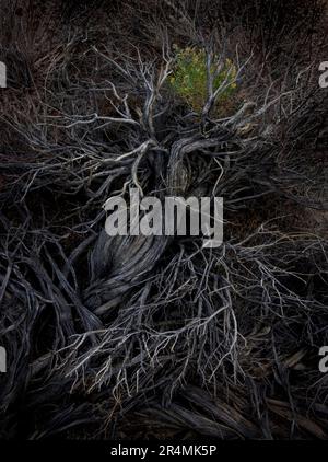 In den kalifornischen Buttermilk Hills hängt das kleinste Leben noch immer an einem alten Sagebrush. Stockfoto