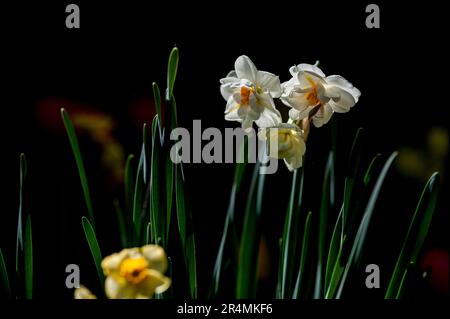 Blumen im Blumenfeld aus der Nähe. Natur, Frühling, Sommer. Stockfoto