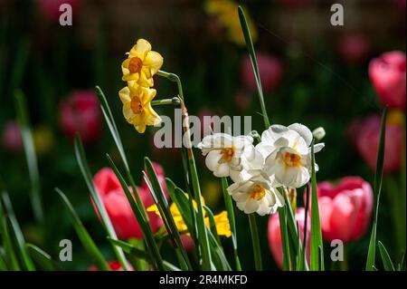 Blumen im Blumenfeld aus der Nähe. Natur, Frühling, Sommer. Stockfoto