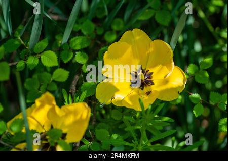 Nahaufnahme blühender Tulpen. Natur im Frühling, Sommer. Blumenfeld. Stockfoto