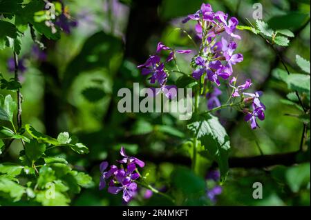 Blumen im Blumenfeld aus der Nähe. Natur, Frühling, Sommer. Stockfoto