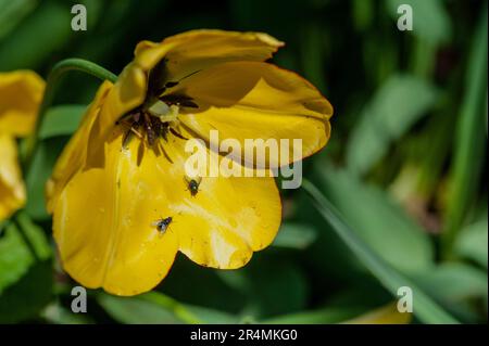 Nahaufnahme blühender Tulpen. Natur im Frühling, Sommer. Blumenfeld. Stockfoto