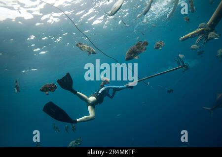 Eine Taucherin in Flossen schießt unter Wasser eine Speerflinte, während sie in Costa Rica von großen Fischen umgeben ist. Stockfoto
