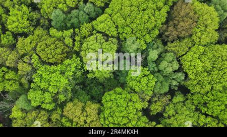 Laubwälder aus der Vogelperspektive im Frühling Stockfoto