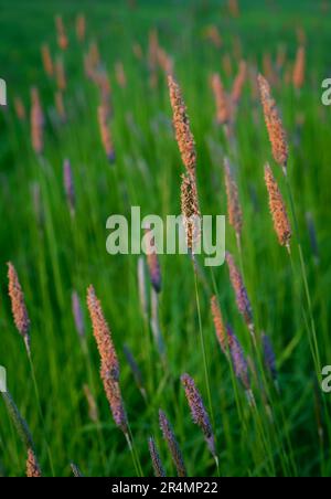 Eine Nahaufnahme von Meadow Foxtail Grass Samenköpfen. Stockfoto