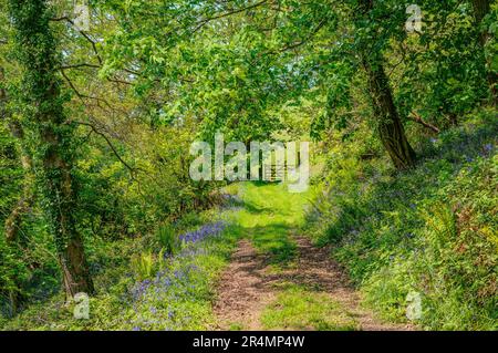 Herrliche Frühlingsfarbe im Sonnenlicht im Wald, viele lebhafte Grüns mit wunderschönen blühenden Blauflocken am Rande des Schotterwegs. Stockfoto