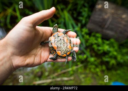 Biologe stellt die farbenfrohe Unterseite einer Western Painted Turtles vor Stockfoto