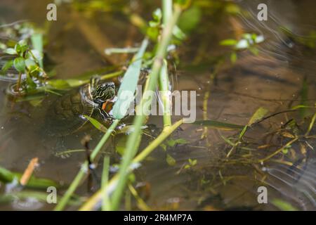 Die Western Painted Turtle platzte seinen Kopf aus einem See Stockfoto