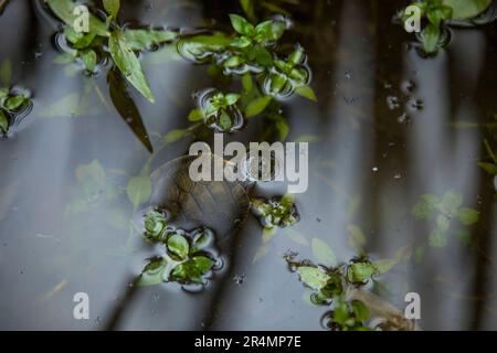 Die Western Painted Turtle platzte seinen Kopf aus einem Sumpfteich. Stockfoto