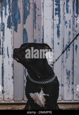 American Staffordshire Terrier Welpen Stockfoto