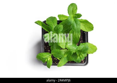 Frische Minzpflanzen auf weißem Hintergrund isoliert, Draufsicht. Pfefferminz, Minze wächst im Topf. Stockfoto