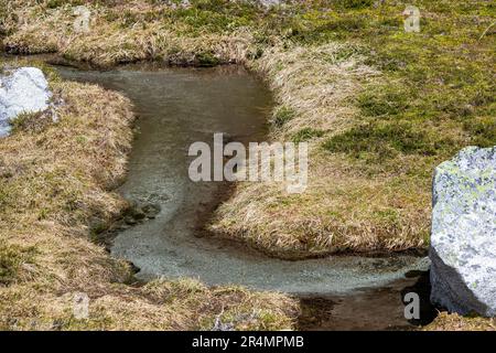 Ein Bach verläuft durch eine Bergwiese in British Columbia. Stockfoto